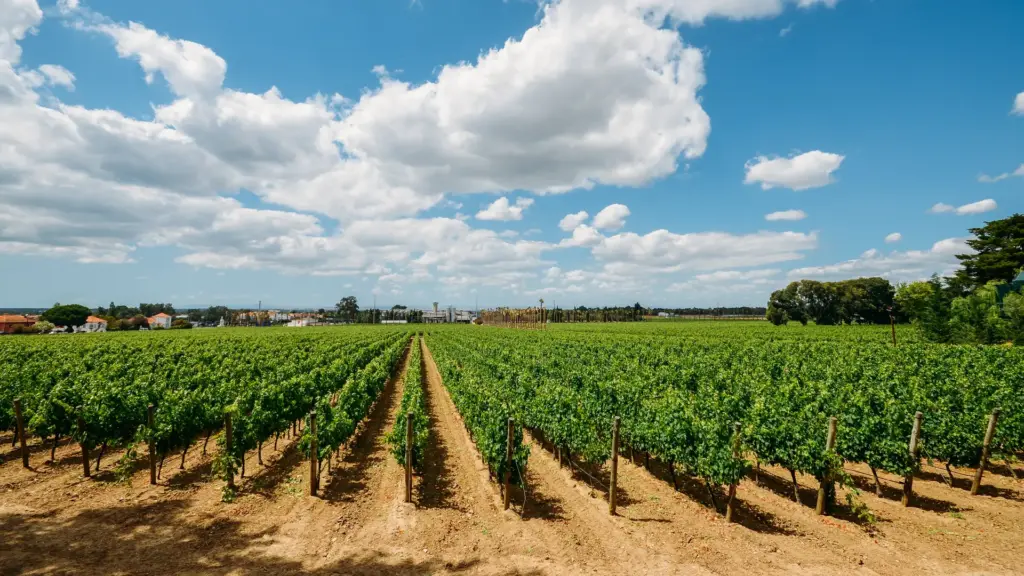 Vinhedos de altitude no Brasil ao entardecer, vinho brasileiro premium